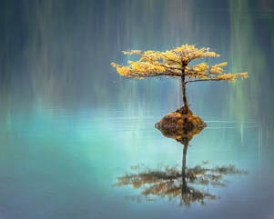 Peaceful teal water reflecting a tree — stillness and clarity